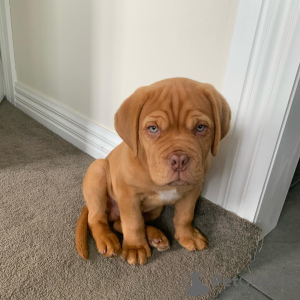 Foto №1. dogue de bordeaux - zum Verkauf in der Stadt Zürich | 550€ | Ankündigung № 89096