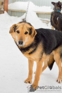 Foto №2 zu Ankündigung № 9039 zu verkaufen mischlingshund - einkaufen Russische Föderation aus dem tierheim