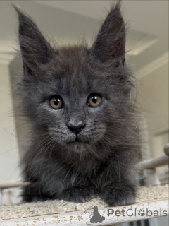 Foto №3. Entzückende Maine Coon Kätzchen erhältlich sanfte Riesen mit süßen Temperamenten. Deutschland