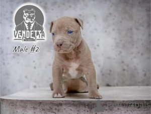 Foto №2 zu Ankündigung № 98753 zu verkaufen american pit bull terrier - einkaufen Kroatien züchter