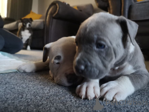 Foto №1. american bulldog - zum Verkauf in der Stadt Antwerpen | 500€ | Ankündigung № 172408