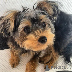 Foto №3. Yorkshire Terrier Boy / WhatsApp bei 44 7446 140641. Großbritannien