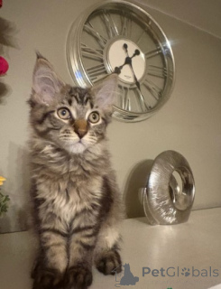 Foto №3. Maine-Coon-Kätzchen. Norwegen