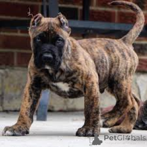 Foto №3. Cane Corso Welpen. Deutschland