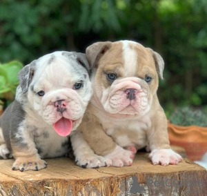 Foto №1. englische bulldogge - zum Verkauf in der Stadt Texas City | 568€ | Ankündigung № 56349