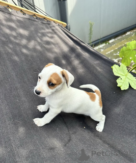 Foto №2 zu Ankündigung № 160158 zu verkaufen jack russell terrier - einkaufen Schweiz quotient 	ankündigung