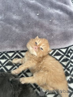 Foto №2 zu Ankündigung № 159893 zu verkaufen perserkatze - einkaufen Litauen quotient 	ankündigung