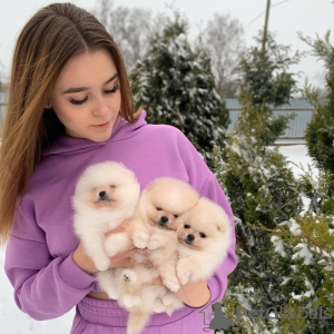 Foto №3. Pomeranian-Welpen suchen ein schönes Zuhause.. Deutschland
