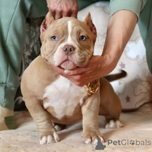 Foto №3. Champion Bloodline Pocket American Bully Welpen zum Verkauf!. USA