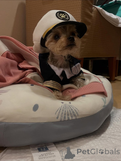 Foto №2 zu Ankündigung № 163332 zu verkaufen yorkshire terrier - einkaufen Montenegro quotient 	ankündigung, aus dem tierheim