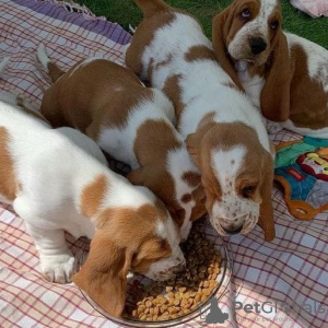 Foto №1. basset hound - zum Verkauf in der Stadt München | 350€ | Ankündigung № 127257