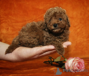 Foto №2 zu Ankündigung № 173449 zu verkaufen pudel (toy) - einkaufen Finnland 