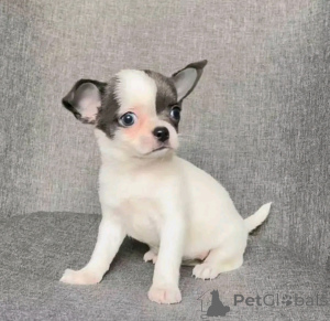 Foto №4. Ich werde verkaufen chihuahua in der Stadt Chicago. züchter - preis - 372€