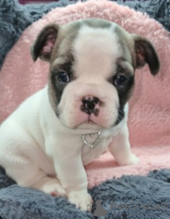 Foto №2 zu Ankündigung № 93030 zu verkaufen französische bulldogge - einkaufen Finnland quotient 	ankündigung