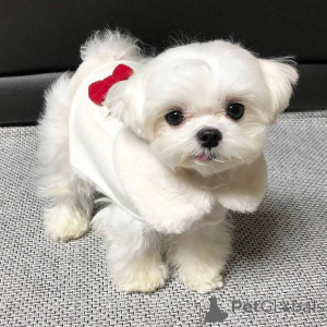 Foto №3. Süße, entzückende Malteserwelpen zu verkaufen. Kontaktieren Sie WhatsApp. Finnland