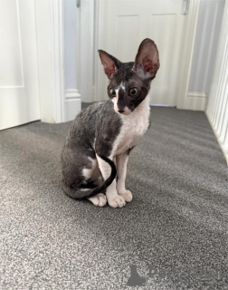 Foto №1. cornish rex - zum Verkauf in der Stadt Alsdorf | 350€ | Ankündigung № 151654
