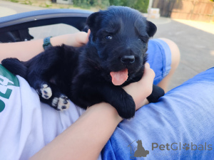 Foto №3. Langhaariger deutscher Schäferhund FCI. Polen