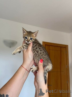 Foto №1. savannah-katze - zum Verkauf in der Stadt Baaienfurt | 350€ | Ankündigung № 170876
