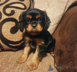 Foto №4. Ich werde verkaufen cavalier king charles spaniel in der Stadt Brügelette. quotient 	ankündigung, züchter - preis - 800€