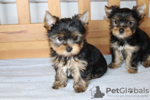 Foto №1. yorkshire terrier - zum Verkauf in der Stadt Mondorf-les-Bains | 284€ | Ankündigung № 124853