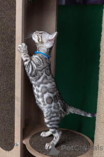 Foto №3. Bengalischer Junge in Rosettenfarbe auf Silber. Weißrussland