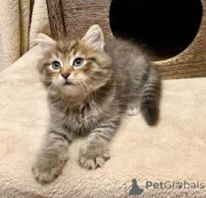 Foto №4. Ich werde verkaufen norwegische waldkatze in der Stadt Espoo. quotient 	ankündigung, züchter - preis - 500€
