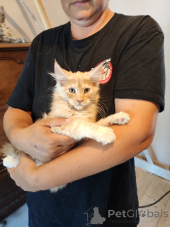 Foto №3. Entzückendes Maine-Coon-Kätzchen zur dringenden Adoption. Belgien