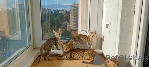 Foto №1. savannah-katze - zum Verkauf in der Stadt St. Petersburg | 377€ | Ankündigung № 147664