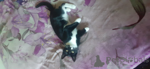 Foto №3. Schwarz -Weiß -Mann und Frauen zum Verkauf. Großbritannien