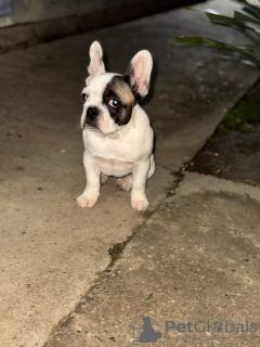 Foto №2 zu Ankündigung № 127738 zu verkaufen französische bulldogge - einkaufen Serbien quotient 	ankündigung