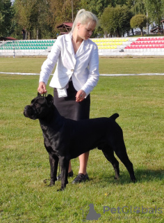 Foto №1. Paarung Service - züchten: cane corso italiano. Preis - verhandelt