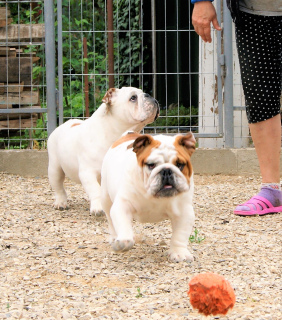 Foto №2 zu Ankündigung № 6480 zu verkaufen englische bulldogge - einkaufen Russische Föderation vom kindergarten