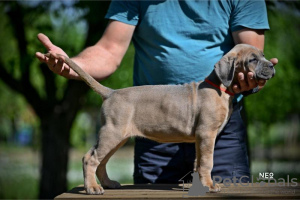 Zusätzliche Fotos: Cane Corso-Welpen