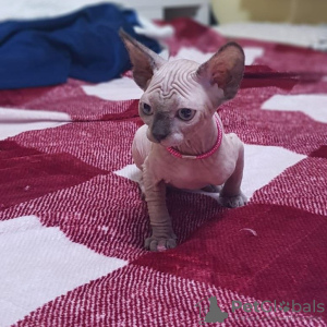 Foto №2 zu Ankündigung № 32031 zu verkaufen sphynx-katze - einkaufen Deutschland 