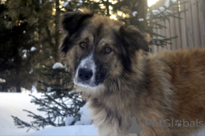 Foto №1. mischlingshund - zum Verkauf in der Stadt Краснокамск | Frei | Ankündigung № 9541