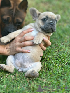 Zusätzliche Fotos: Welpen zu verkaufen Sehr süße französische Bulldoggenwelpen