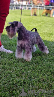 Zusätzliche Fotos: Zwergschnauzerwelpen