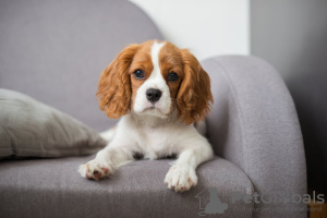 Foto №1. cavalier king charles spaniel - zum Verkauf in der Stadt Valencia | verhandelt | Ankündigung № 49965