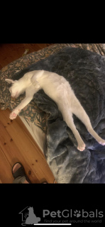 Foto №4. Ich werde verkaufen exotische kurzhaarkatze in der Stadt Berlin. quotient 	ankündigung - preis - 200€