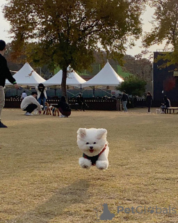 Foto №2 zu Ankündigung № 167176 zu verkaufen malteser - einkaufen Deutschland quotient 	ankündigung, aus dem tierheim