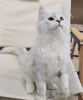 Foto №2 zu Ankündigung № 155914 zu verkaufen maine-coon-katze - einkaufen Deutschland züchter