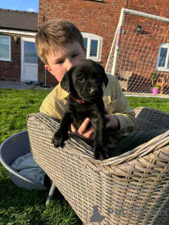 Foto №1. labrador retriever - zum Verkauf in der Stadt Berlin | 800€ | Ankündigung № 137802