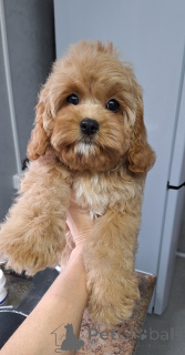 Foto №2 zu Ankündigung № 160684 zu verkaufen kavapu - einkaufen Weißrussland 