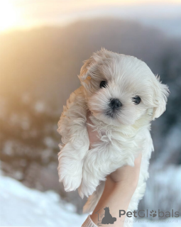 Foto №1. malteser - zum Verkauf in der Stadt Gavirzhov | 339€ | Ankündigung № 161331