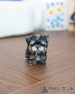 Foto №2 zu Ankündigung № 123120 zu verkaufen yorkshire terrier - einkaufen USA züchter