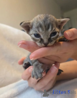 Foto №1. devon rex - zum Verkauf in der Stadt München | verhandelt | Ankündigung № 161067