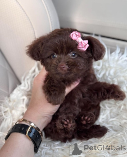 Foto №3. Dean Janet Kay Welpen Haus. USA