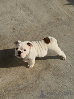 Foto №1. englische bulldogge - zum Verkauf in der Stadt Könnern | 300€ | Ankündigung № 173721