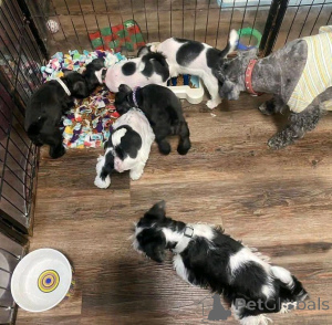 Foto №2 zu Ankündigung № 138979 zu verkaufen schnauzer - einkaufen USA quotient 	ankündigung, züchter