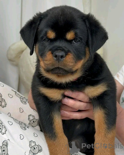 Foto №3. Rottweiler Welpen zur Adoption. USA